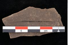 Foto (Detailansicht) von Pinus palaeostrobus Ettingshausen (NHMW-GEO-2024-0188-0212)